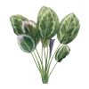 Prayer Plant (Set of 6) 21.5"H Polyester