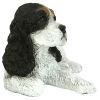 BLACK & WHITE COCKER SPANIEL PUPPY