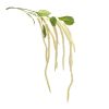 Amaranthus Stem (Set of 4) 53.25"H Plastic/Polyester