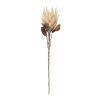 Protea Stem (Set of 2) 29"H Polyester